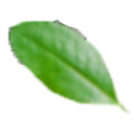 Leaf 2