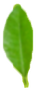 Leaf 4